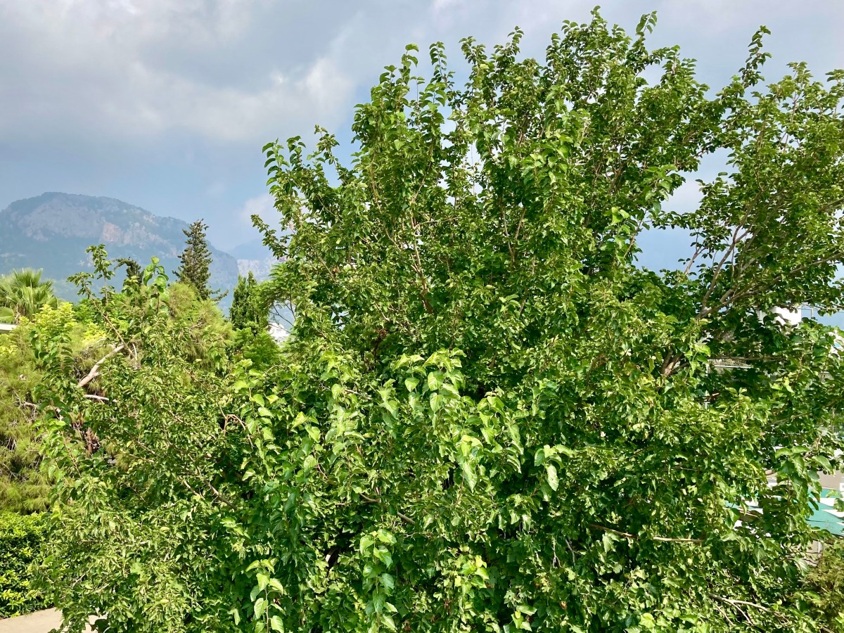 Ђурђевдан се прославља у 10 светских земаља – не без&nbsp;разлога